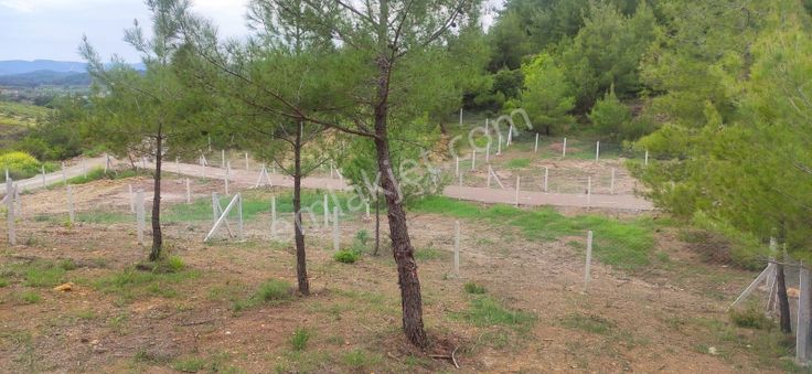 Menderes Çatalca'da 290 M2 Hisseli Tarla Satılıktır