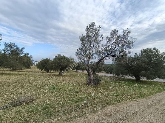 Taş Emlak'tan Harika Konumda Yol Cepheli Köşe Arsa