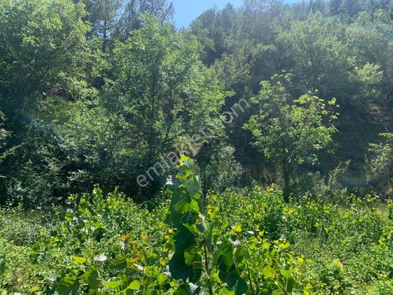 Mütsakil Parsel Kadastro Yoluna Cephe Suyu Olan Dümdüz Arazi