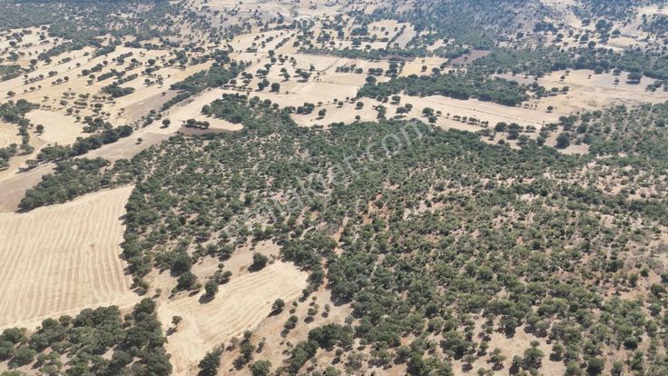 Denizli Çivril İğdirde Ağaçlı Yatırımlık Fırsat Tarla!!!