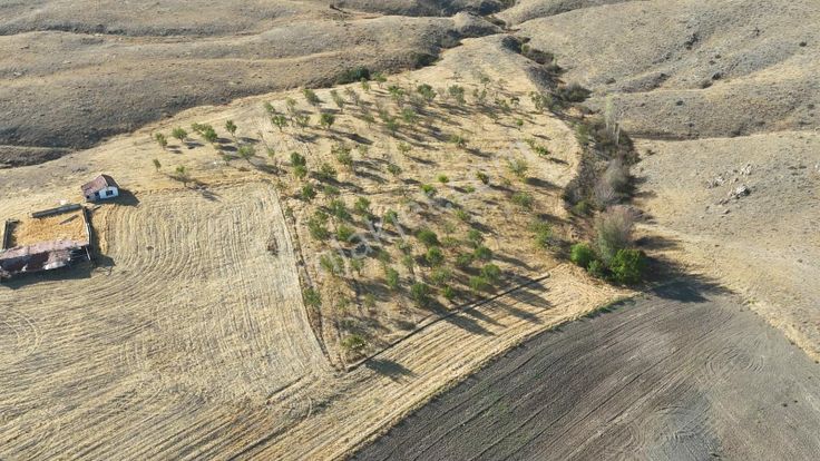 Alpu/aktepede Yollu, Ev Ve Ceviz Ağaçları Dahil Satılık Arazi