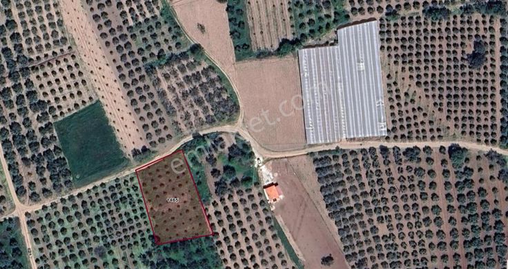 Manisa Akhisar'da Sera Potansiyelli, 1.827 M2 Satılık Zeytinlik