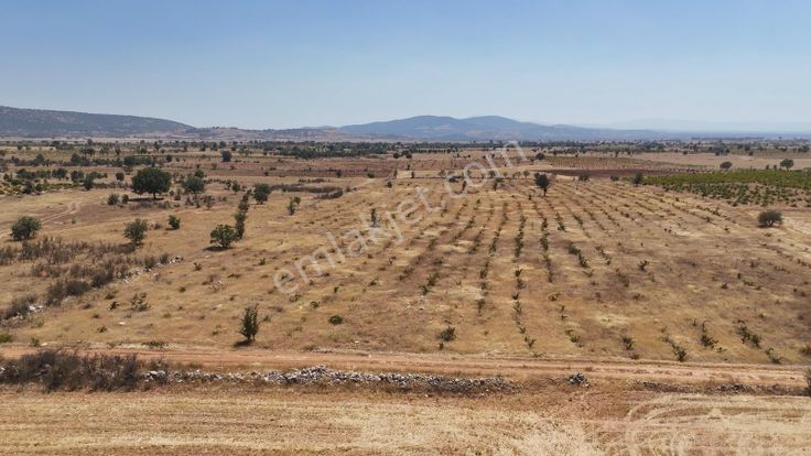 Denizli Bekilli Yeşiloba'da Satılık Fırsat Üzüm Bahçesi!!!
