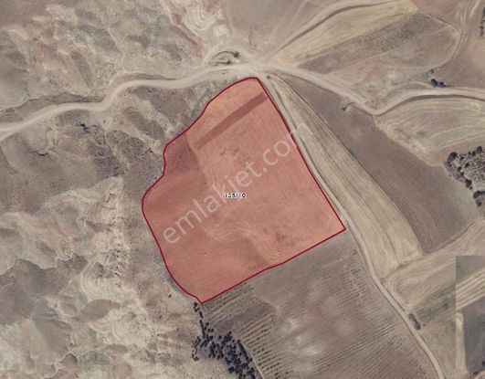 Korçullu Köy Dibinde - Kadastral Yola Cephe Tarla