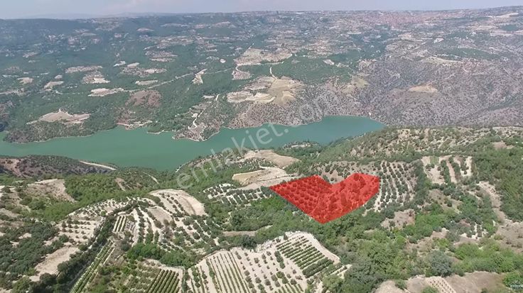 Denizli Güney Cindere'de Yatırımlık Fırsat Meyve Bahçesi!!!