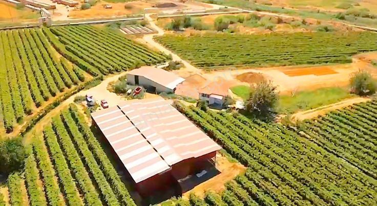 Kemaliye De Satılık Çiftlik Ve Bağ