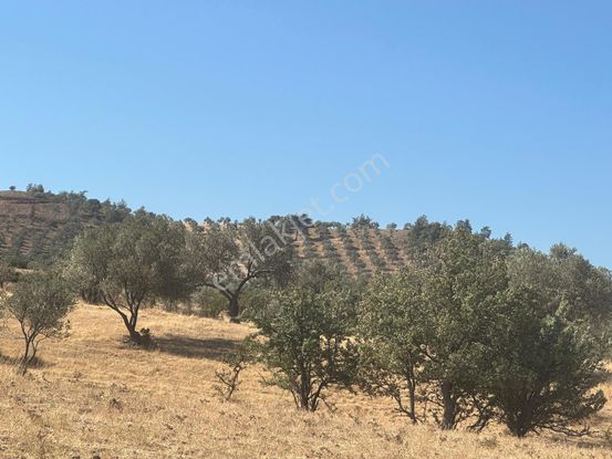 Burhaniye Pelitköy Merkeze Yakın Fırsat Zeytinlik