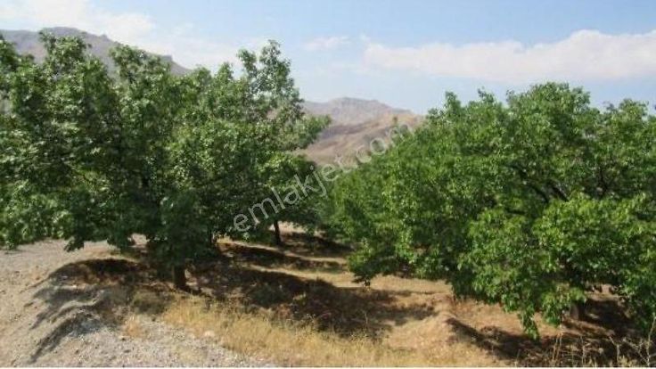 Doğa Köyde Tek Tapu Satılık Kayısı Bahçesi Yatırım Fırsatı