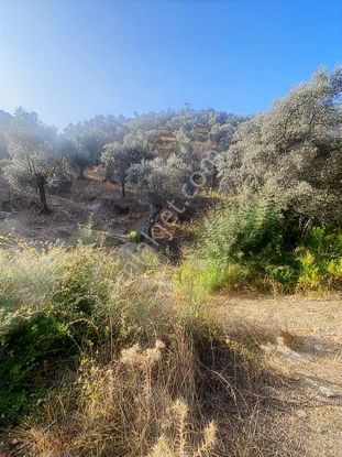 Muğla Milas'ta Satılık Zeytinlik 13.187 M²