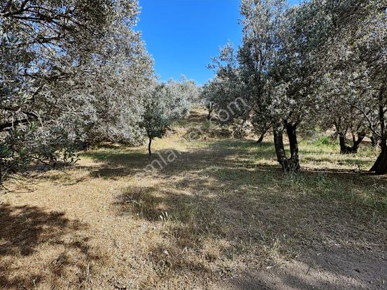 Balıkesir Havranda Satılık Zeytinlik