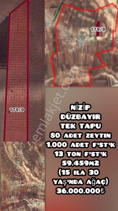 Nizip Düzbayır Barak Bölgesinde Fırsat Tektapu Zeytinlik