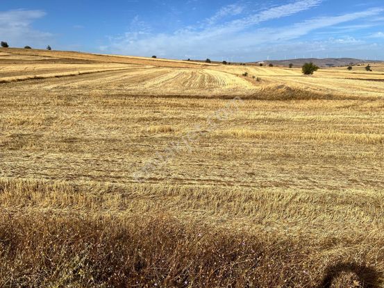 Başkan Emlaktan Satılık Yeşilyurt 1.451 M2 Söğüt Asfaltı Üzeri