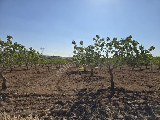Yasin Batan'dan Günışık'ta Yola 390 Metre Mükemmel Fıstıklık!