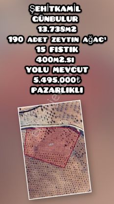 Şehitkamil / Günbulur – Zeytinlik & Fıstık Arazi