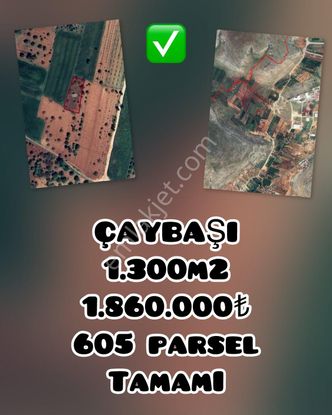 Oğuzeli Çaybaşı’nda 1300 M² Bakımlı Zeytinlik – Tek Tapulu, 1.860.000₺!