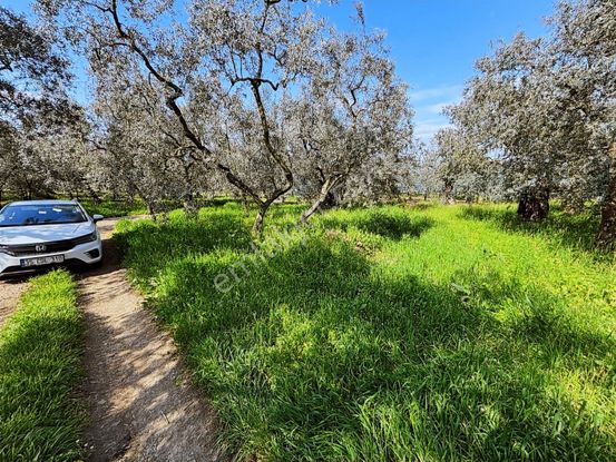 İznik Göllüce 232 M2 Köşe Parsel