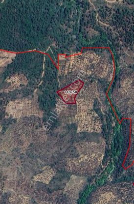 Turyap Altınoluk'tan Havran İnönü'de Satılık 8442 M2 Zeytinlik