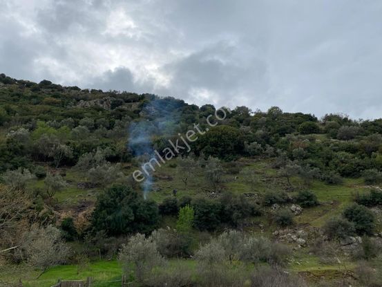 Sahibinden Zeytinlik