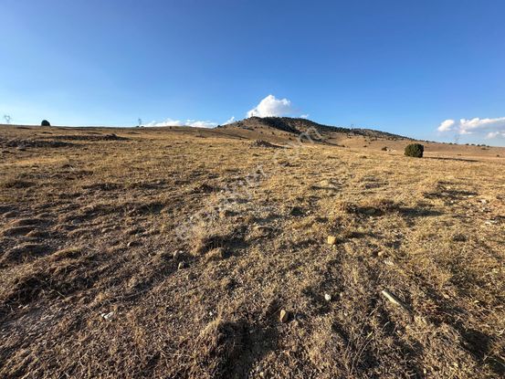 Afyon Bolvadin Kurucuova'da Yola Tek Parsel Fırsat Arazi!!!