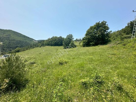 Momentum Yatırımdan Çatmaolukta 9 Dönüm Orman Manzaralı Tarla