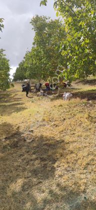 Tam Yatırımlık 70 Dönüm Cevizlik İki Kat Ev Bitmeyen Su Elektrikcisi Kurulu