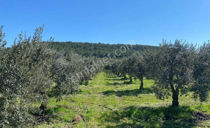 Manisa Akhisar'da Bakımlı Zeytin Ağaçlı 6557 M2 Satılık Tarla