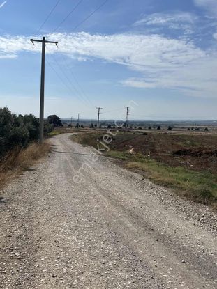 Karacabey Dağkadı Köyünde Satılık Zeytinlik