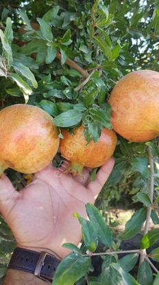 Kütüklü Mah.zeytin Ve Nar Bahçesi İçinde 4 Odalı Ev Varahır Var