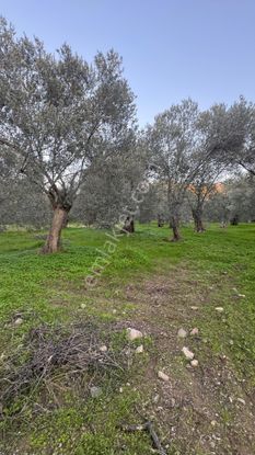 Burhaniye Bahadınlı Mh. Satılık Hobi Bahçesi