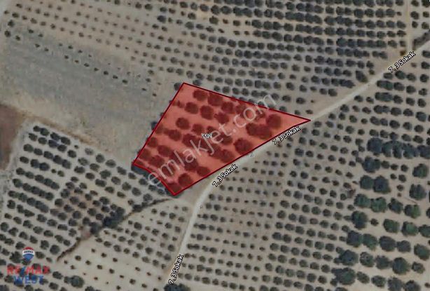 Manisa Akhisar Ballıca Da Satılık Tek Tapu Tarla