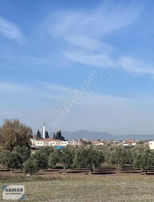 Kapaklı Mh 4.640 M2 Satılık Zeytinlik