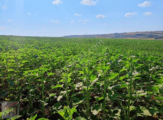 İst Silivri Bekirli Mah De Satilik Tarlatek Tapu Müstakil13825m2