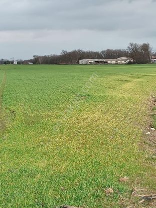 Saray Edirköyde Köy Dibinde 3 Adet 700 M2 Hisseli Parsel