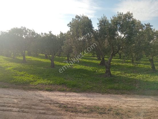 Akhisar Dayıoğlu Mah Satılık Zeytinlik (emin'den)