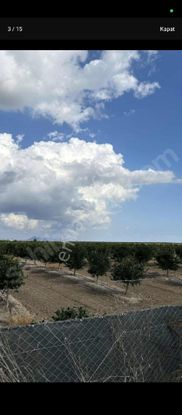 Yüreğir Çağırkanlı Mahallesinde 21 Dönüm Wmurkott Mandalina Bahçesi