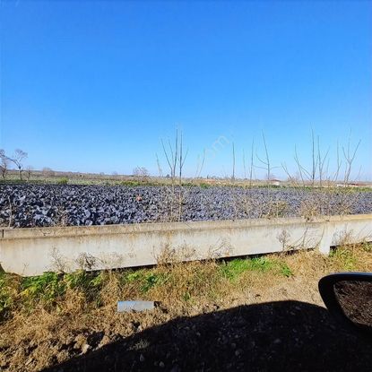 Edis Emlak'tan Bafra Üçpınarda Satılık 3 Ev Yaplabilir Tarla