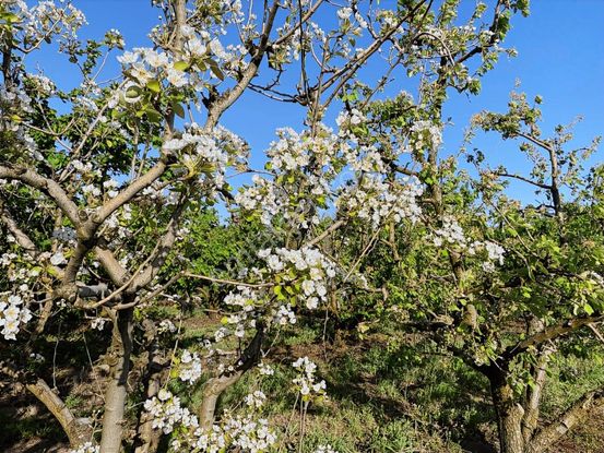Balıkesir Kepsutta 9.150 M² Yola Cepheli Yatırımlık Kupon Arazi