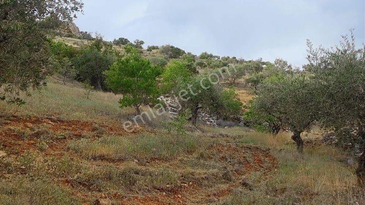 Nizip Salkım Satılık Bağevlik Tek Tapu Tarla