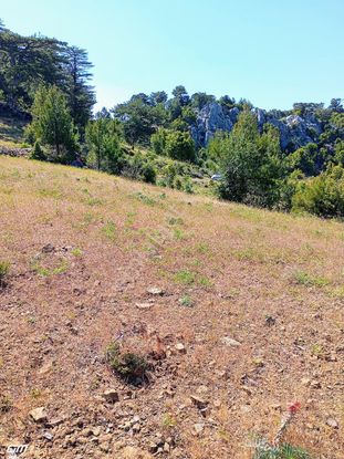 Dalaman Taşbaşında Kaçırılmayacak 4.370 M² Yatırımlık Tarla!