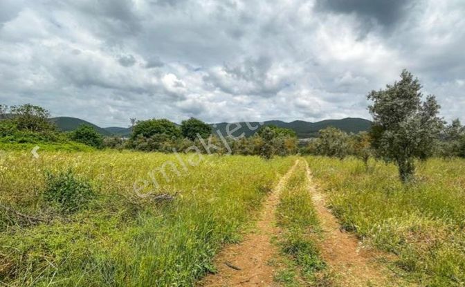 Korkuteli Çomaklık'ta Acil Satılık Tarla