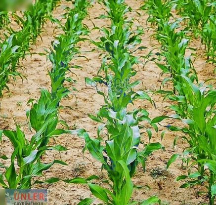 Karaburunda 40 Dönüm Suyu Bol Verimli Tek Tapulu Tarla