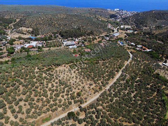 Koçak Group'tan Talatbey'de Çift Cephe Bakımlı Zeytinlik