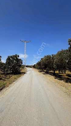 Koçak'tan Yalıçiftlik'te Yola Cephe Elektrikli Bakımlı Zeytinlik