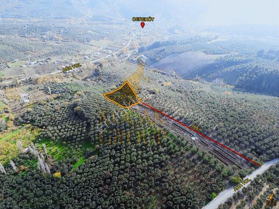 Koçak'tan Bakımlı Fırsat Zeytinlik