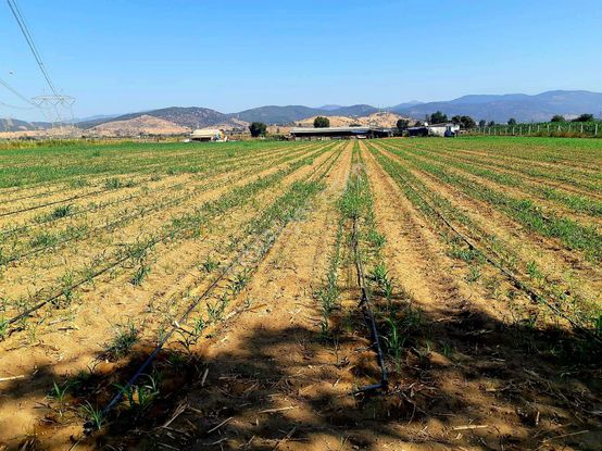 İzmir Bayındır Çırpı'da 12.847 M2 Çiftlik Ve Ev. Açıklamayı Okuyarak Arayınız.