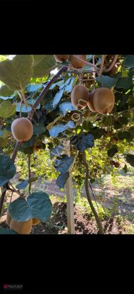 Bursa İznik'te Fırsat Kiwi Bahçesi