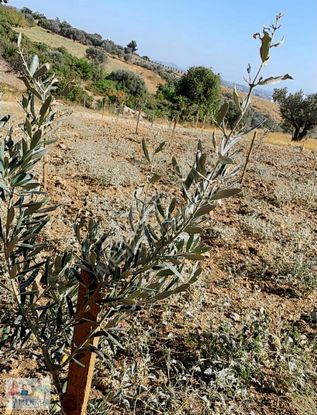 Sancaklıiğdecik Te Köye Yakın Paylı Mülkiyetli Zeytinlik