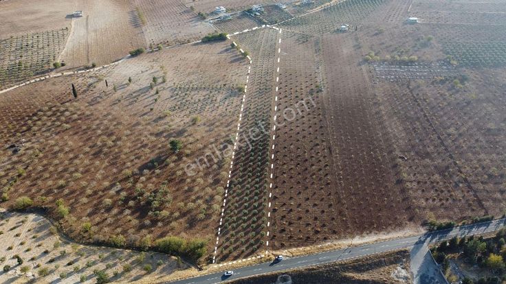 Aşağı İçkarada Asfalta Sıfır Müstakil Tapulu Zeytinlik Satışta