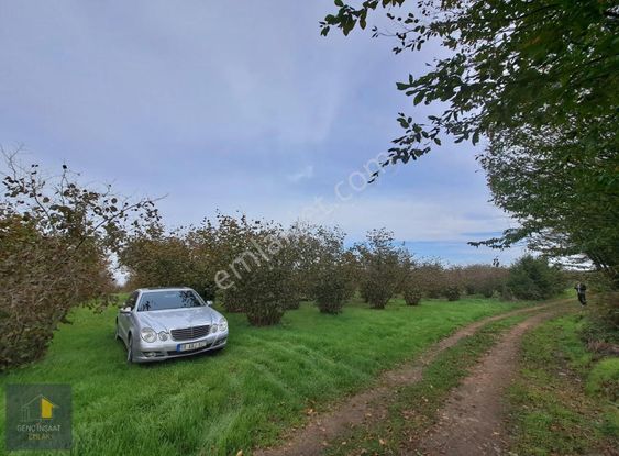 Karasu'da Full Deniz Manzaralı 7.618 M² Fındık Bahçesi