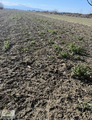 İlçeye Yakın Domates Biber Yetişen Bölgede Toplam 100 Dönüm